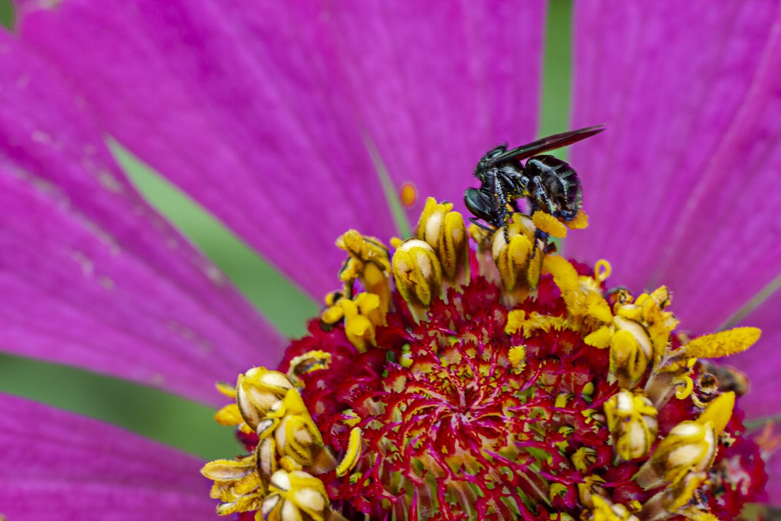 Canon EOS 7D sample photo. Flower, fly, insect photography