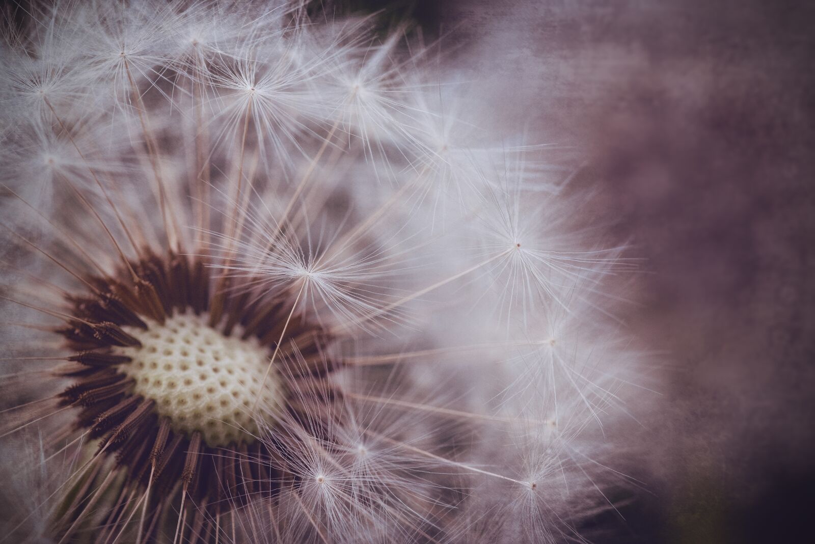 Nikon D750 sample photo. Dandelion, macro, nature photography