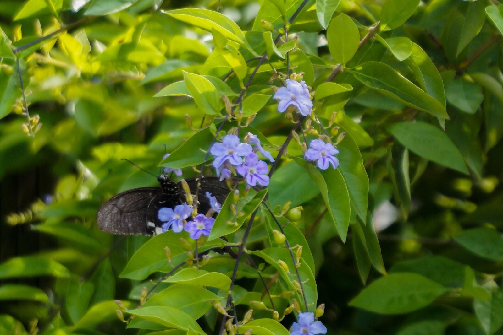 Sony Alpha NEX-3N sample photo. Nature, environment, tree photography