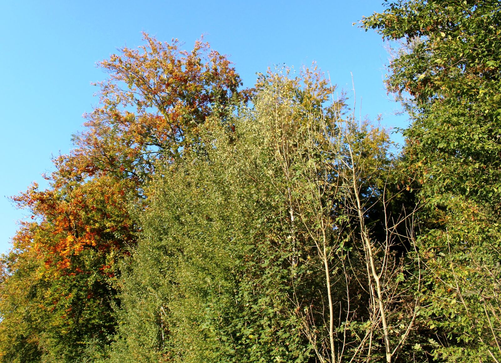 Canon EOS 700D (EOS Rebel T5i / EOS Kiss X7i) sample photo. Forest, trees, autumn photography