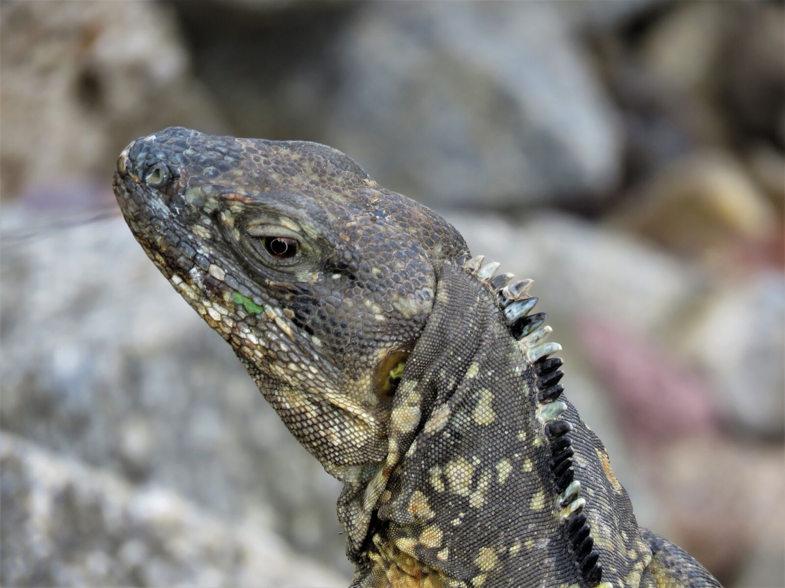 Canon PowerShot SX60 HS sample photo. Reptile, iguana, tropical reptile photography
