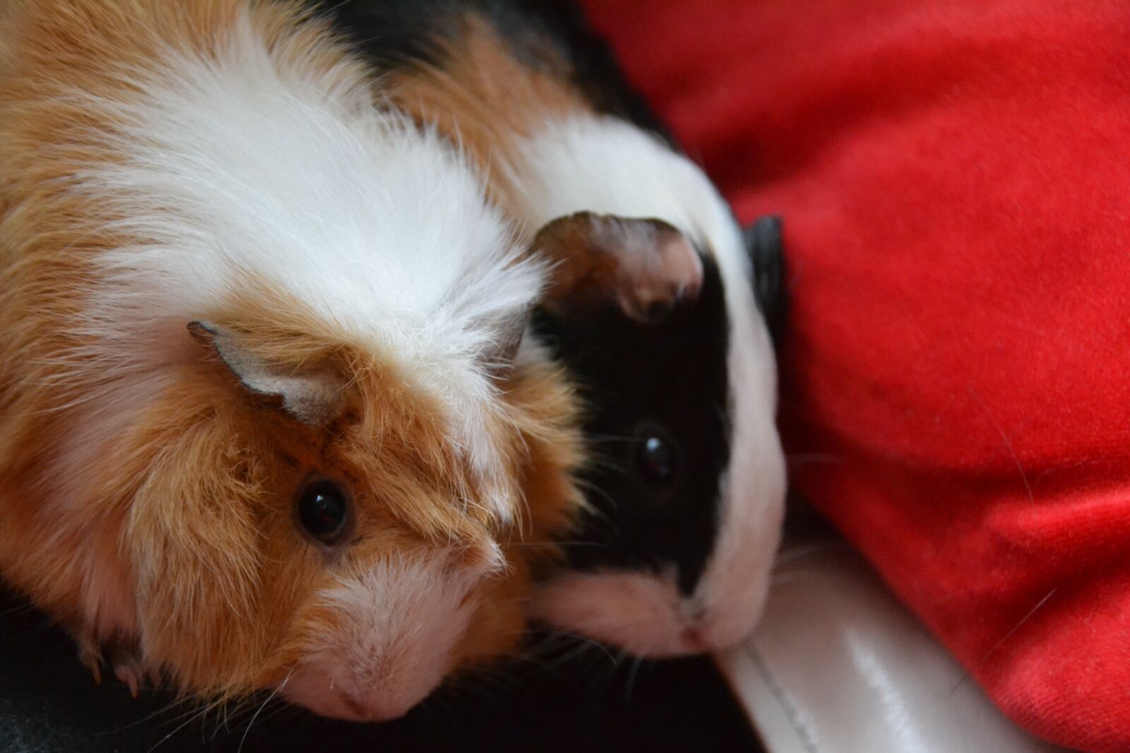 Nikon D3100 sample photo. Guinea pig, animal, pet photography