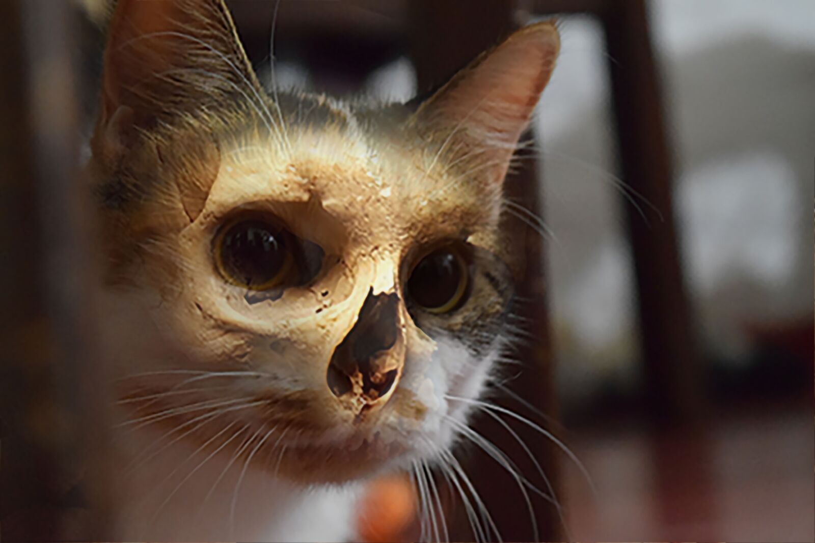 Nikon D5300 sample photo. Cat, bones, human photography