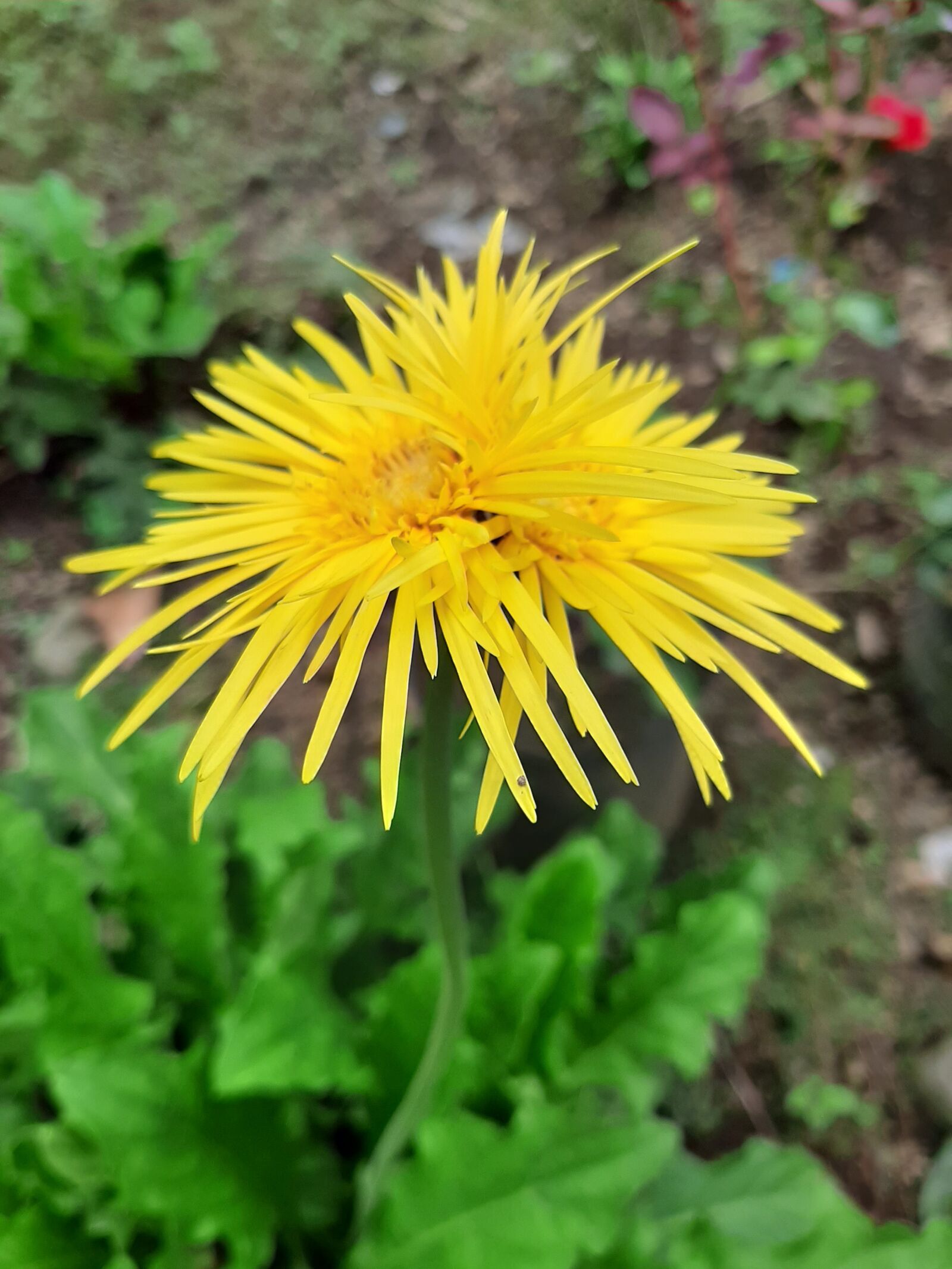 Samsung Galaxy A50 sample photo. Yellow, flower, sunflower photography