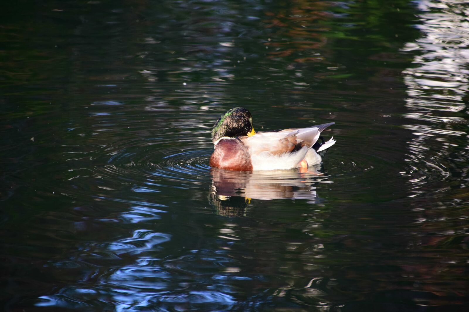 Nikon D3300 sample photo. Waterfowl, mallard, bird, water photography