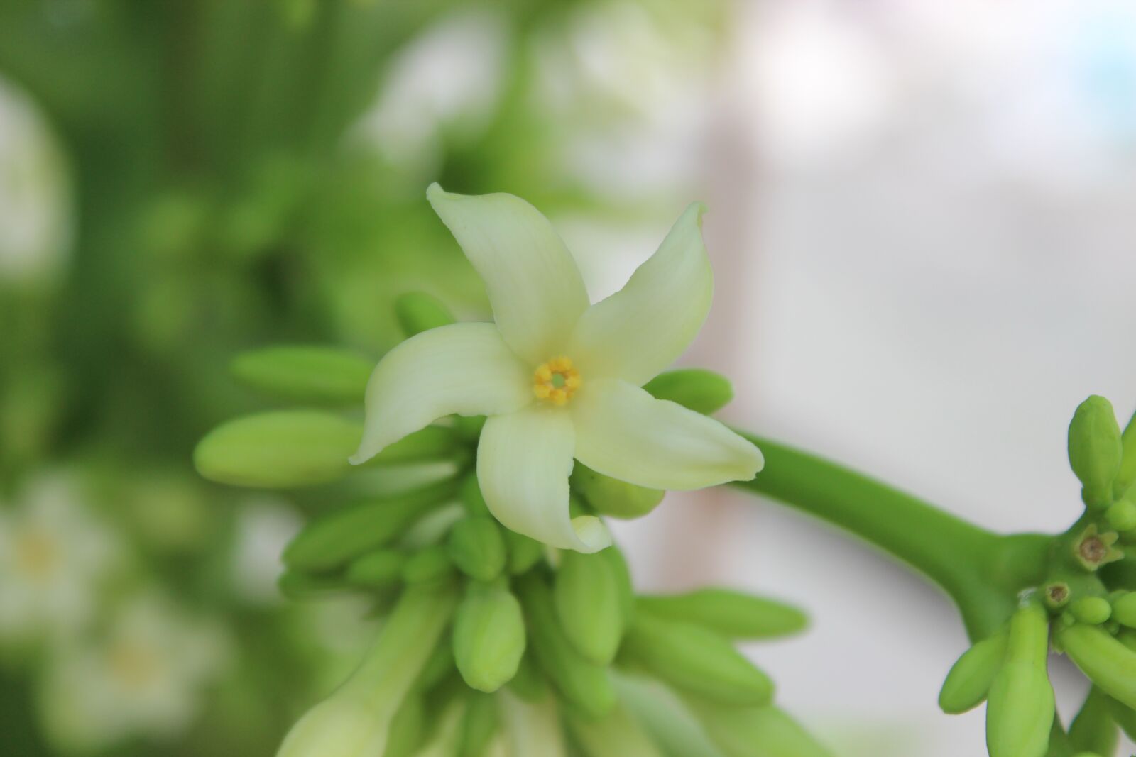 Canon EOS 600D (Rebel EOS T3i / EOS Kiss X5) sample photo. Flower, green, white photography