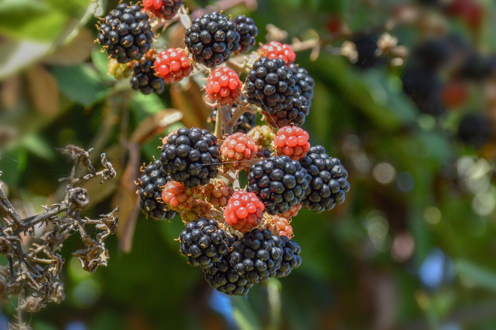 Nikon D3200 sample photo. Fruit, nature, food photography