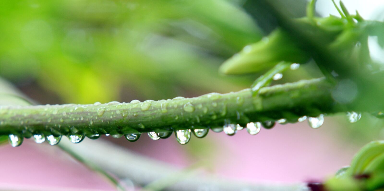 Canon EOS 7D sample photo. Rain, drops, rainy photography