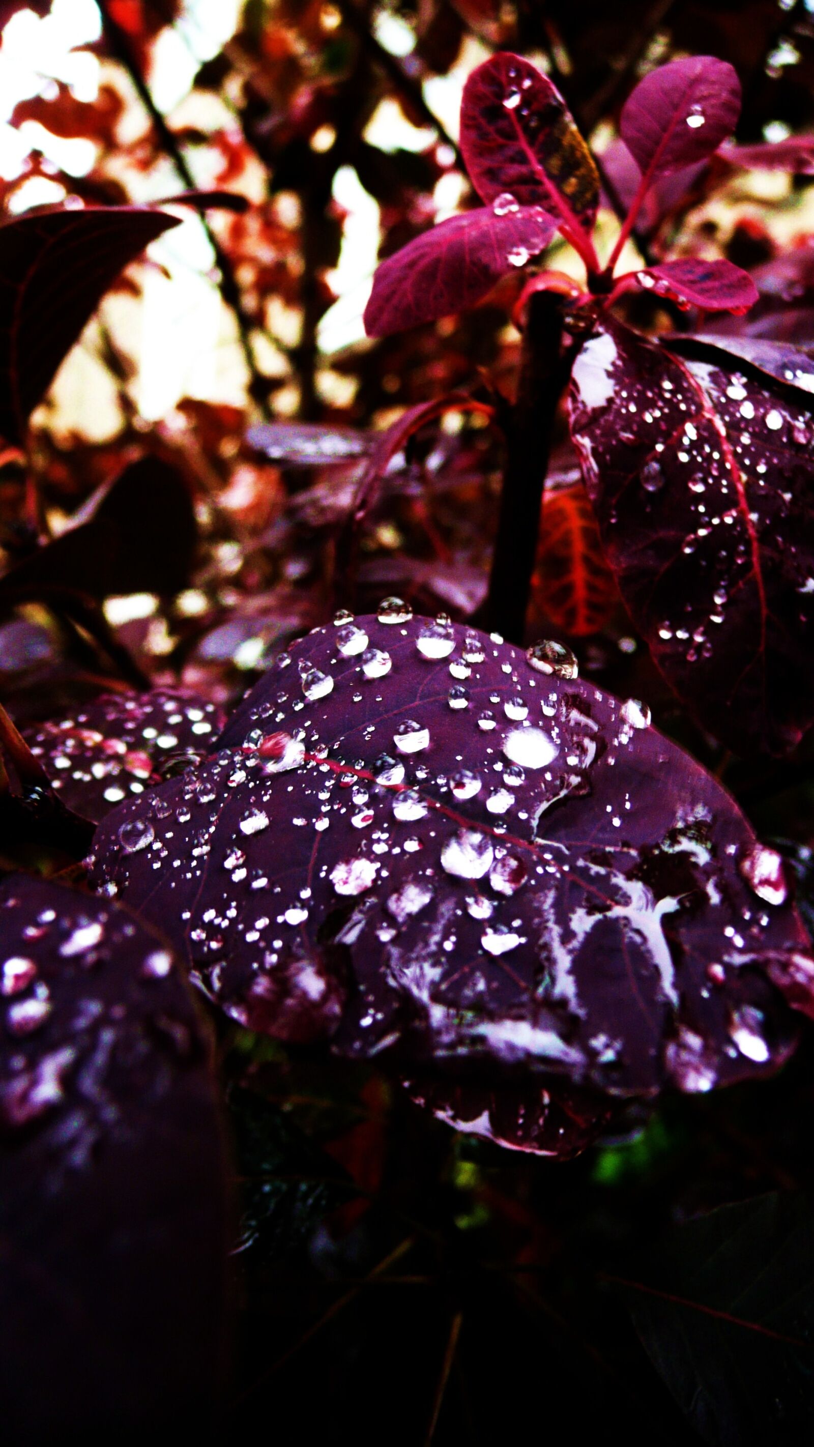 Panasonic DMC-TZ3 sample photo. Drops plant leaves, water photography