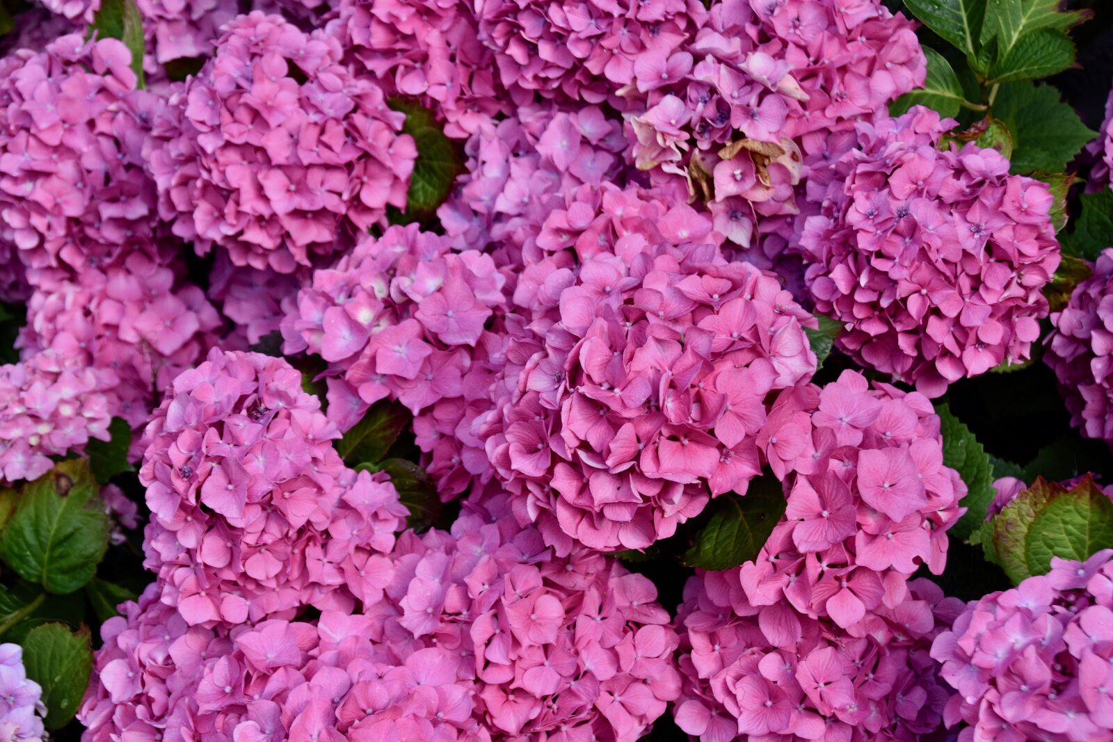 Nikon D5600 sample photo. Flower, flowers, flower hydrangea photography