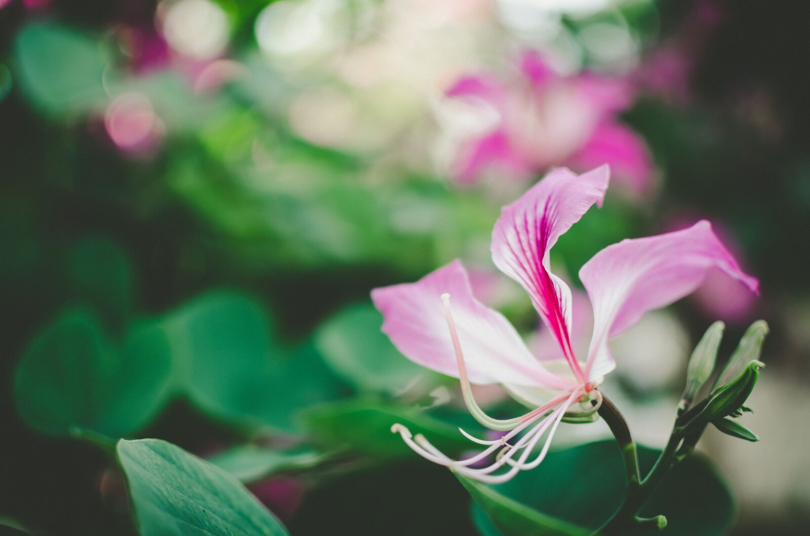 Nikon D5100 sample photo. Flower, beautiful flowers, background photography