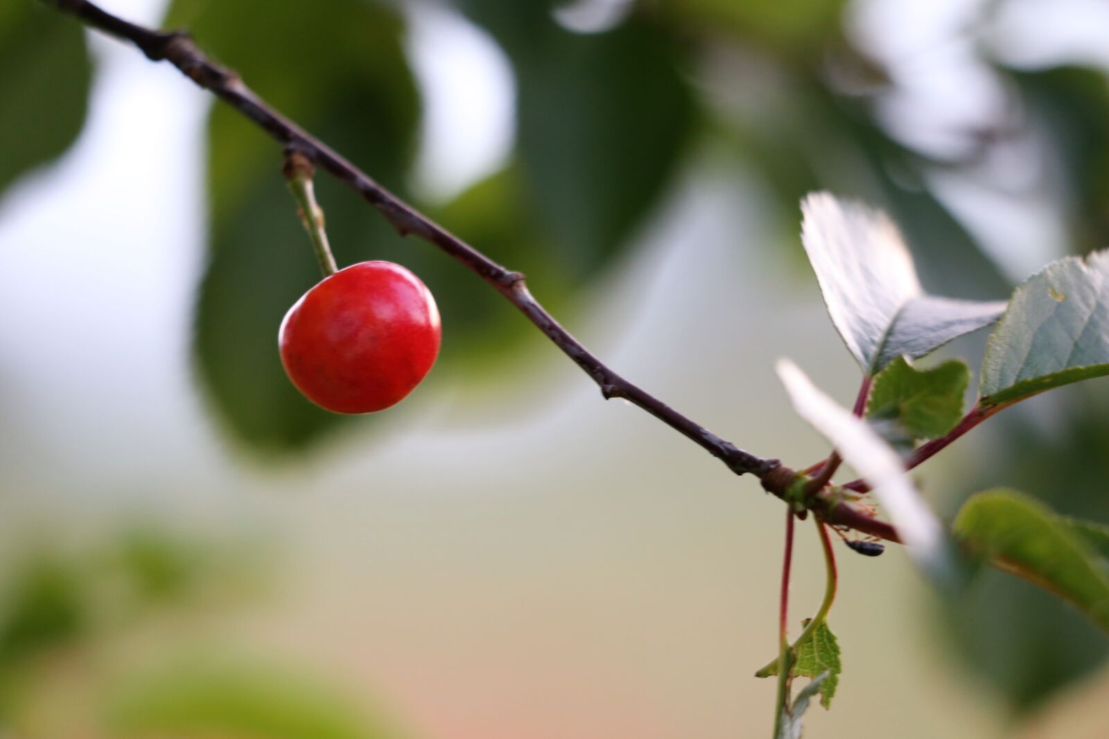 Canon EF 70-300 F4-5.6 IS II USM sample photo. Red cherry, leaves, branch photography