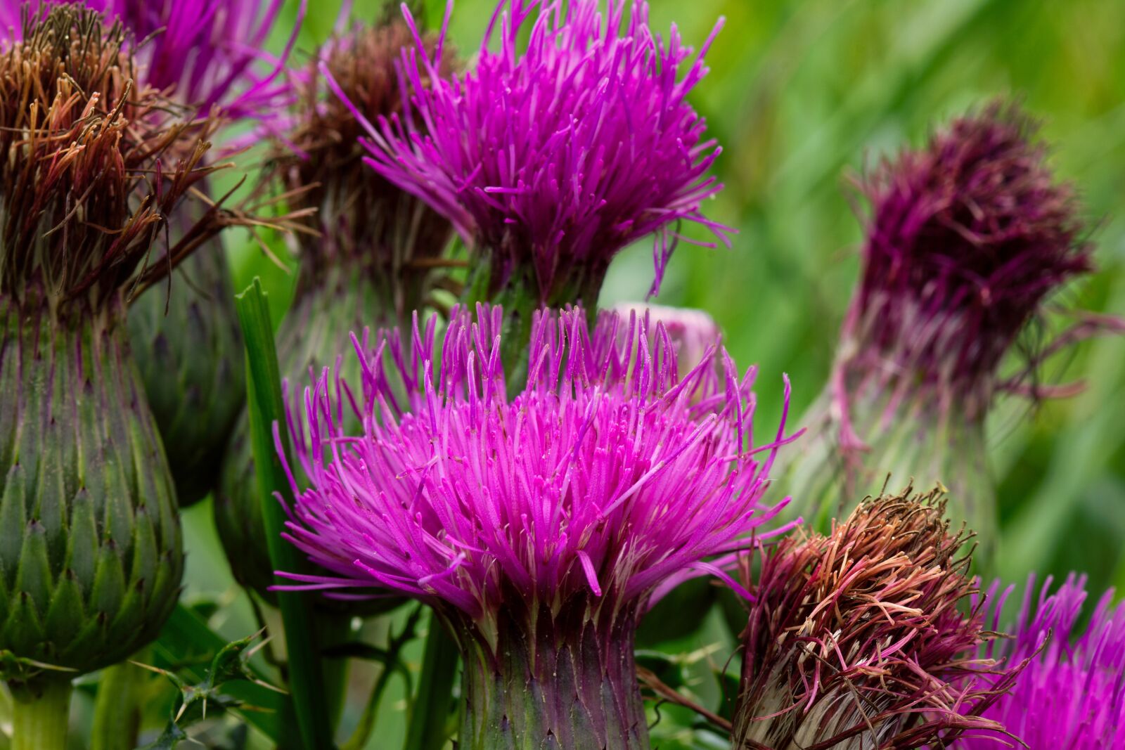 Nikon D7200 sample photo. Ordinary donkey thistle, spur photography