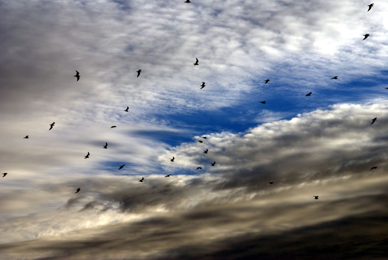 Sony Alpha DSLR-A300 sample photo. Birds, sky, nature photography