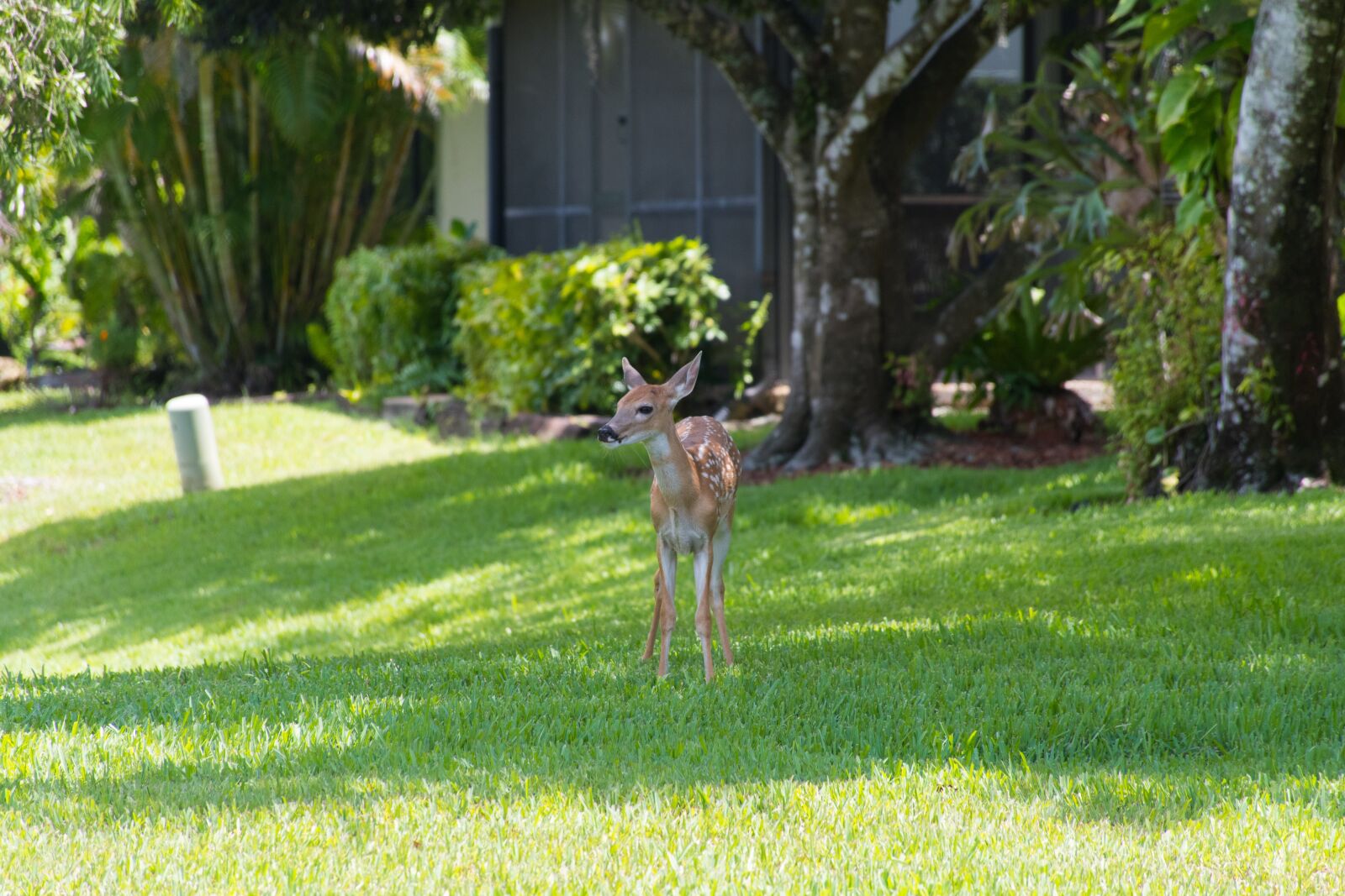 Nikon D7500 sample photo. Florida, deer, faun photography