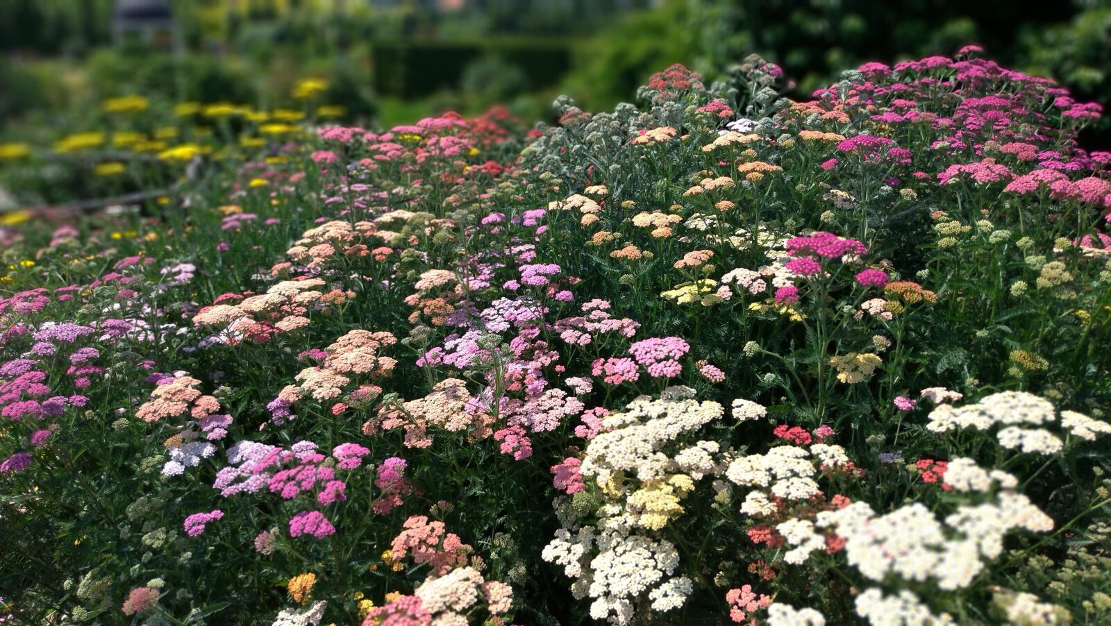 ASUS ZenFone 5 (ZE620KL) sample photo. Flowers, meadow, summer photography