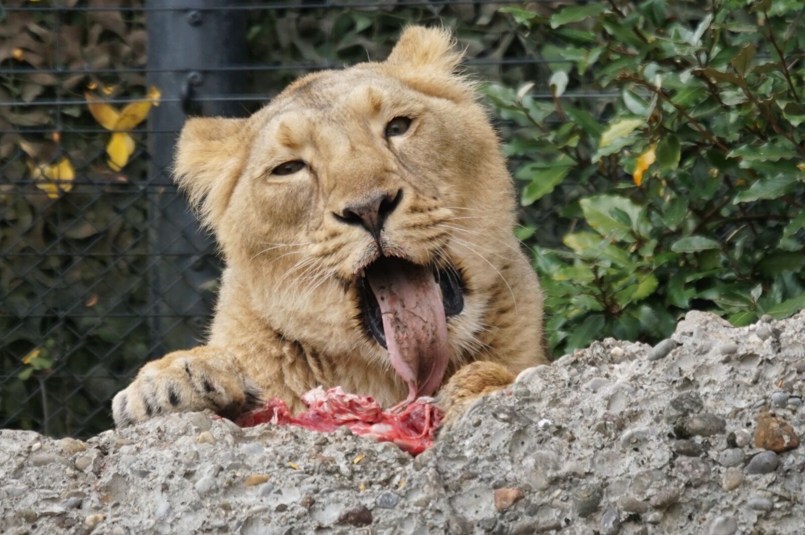 Sony ILCA-77M2 + Sony 70-400mm F4-5.6 G SSM sample photo. Indian lion, female, predator photography
