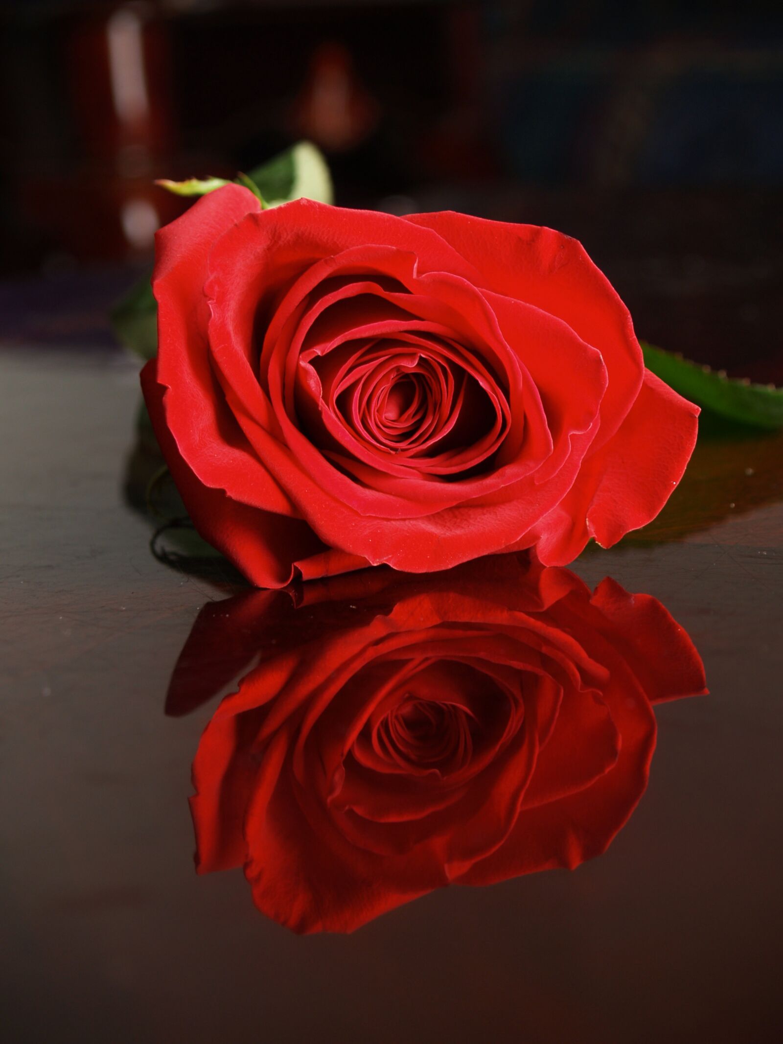Olympus E-500 (EVOLT E-500) sample photo. Rose, flower, petal photography
