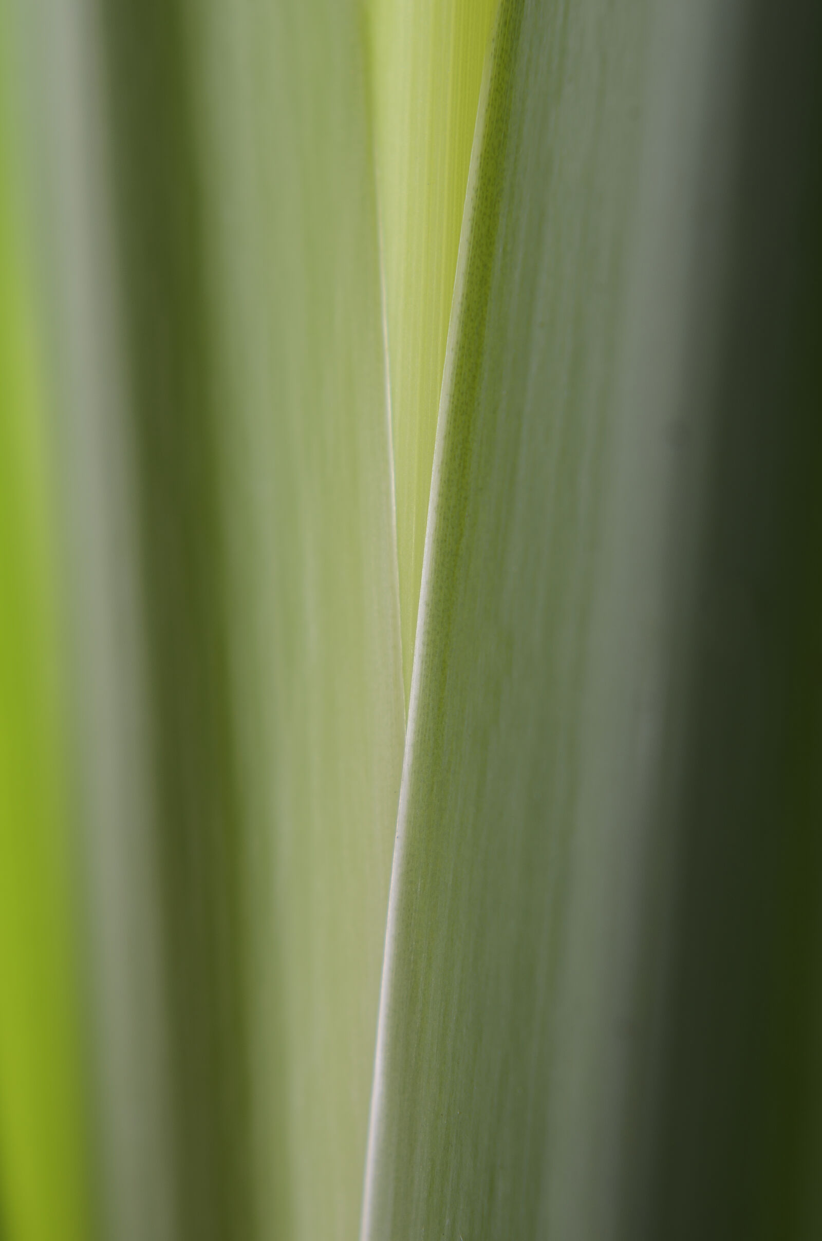 Nikon D7000 + Nikon AF-S Nikkor 50mm F1.8G sample photo. Abstract, abstrato, background, brazilian photography