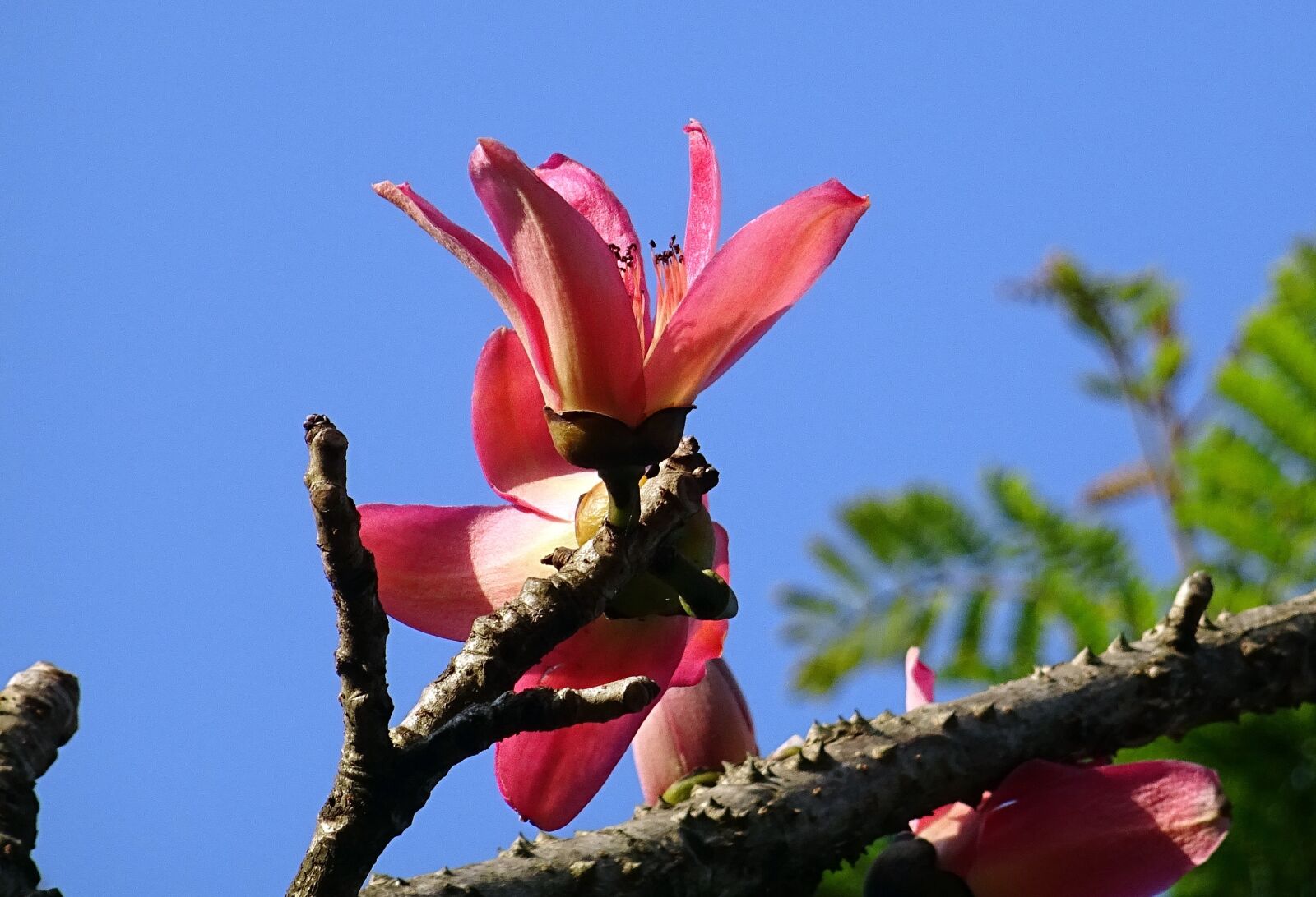 Sony DSC-HX60V sample photo. Flower, shimul, bombax ceiba photography