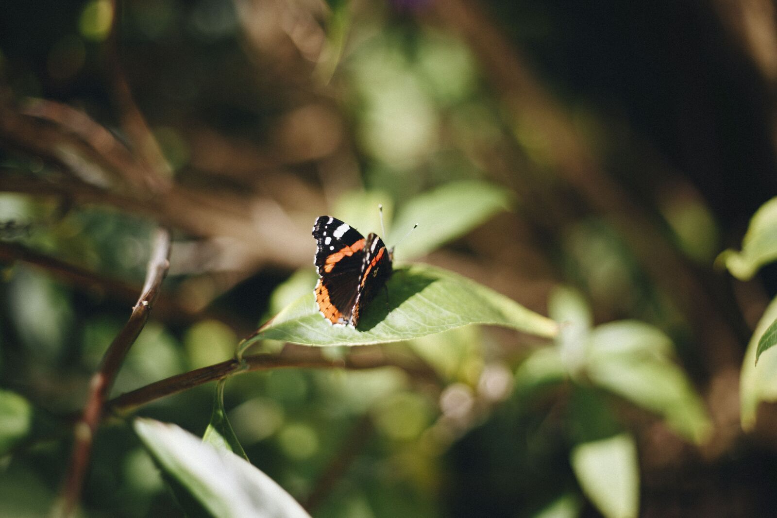 Canon EF 50mm F1.8 II sample photo. Butterfly, spring, nature photography
