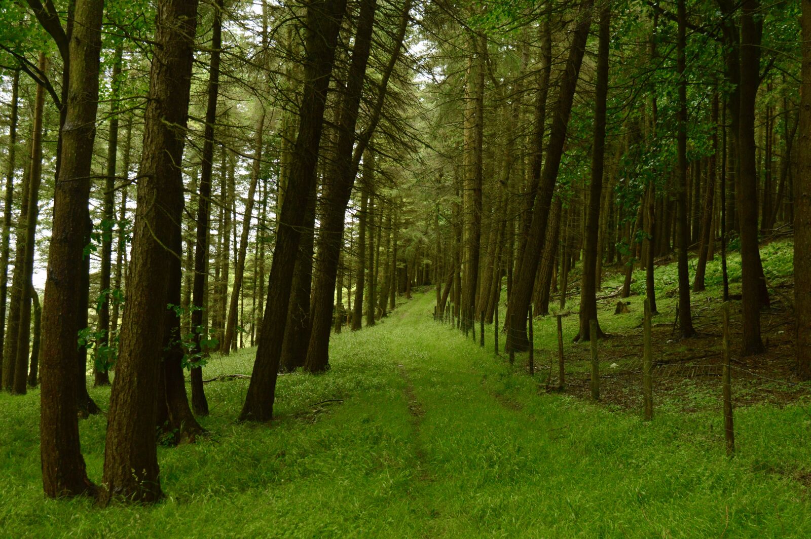 Nikon D3200 sample photo. Path, tree, trees, upright photography