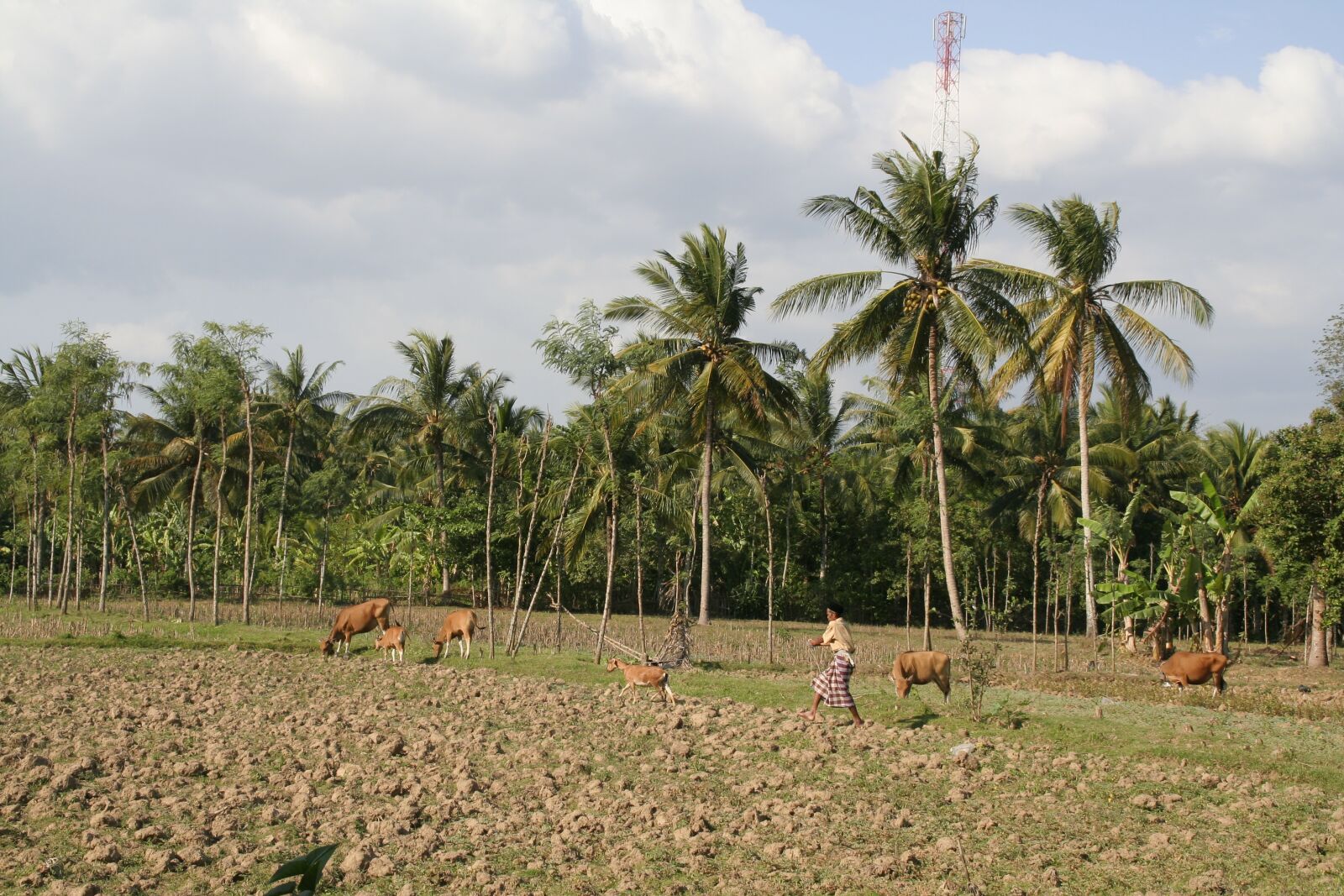 Canon EOS 350D (EOS Digital Rebel XT / EOS Kiss Digital N) sample photo. Plantation, lombok, cultivation photography