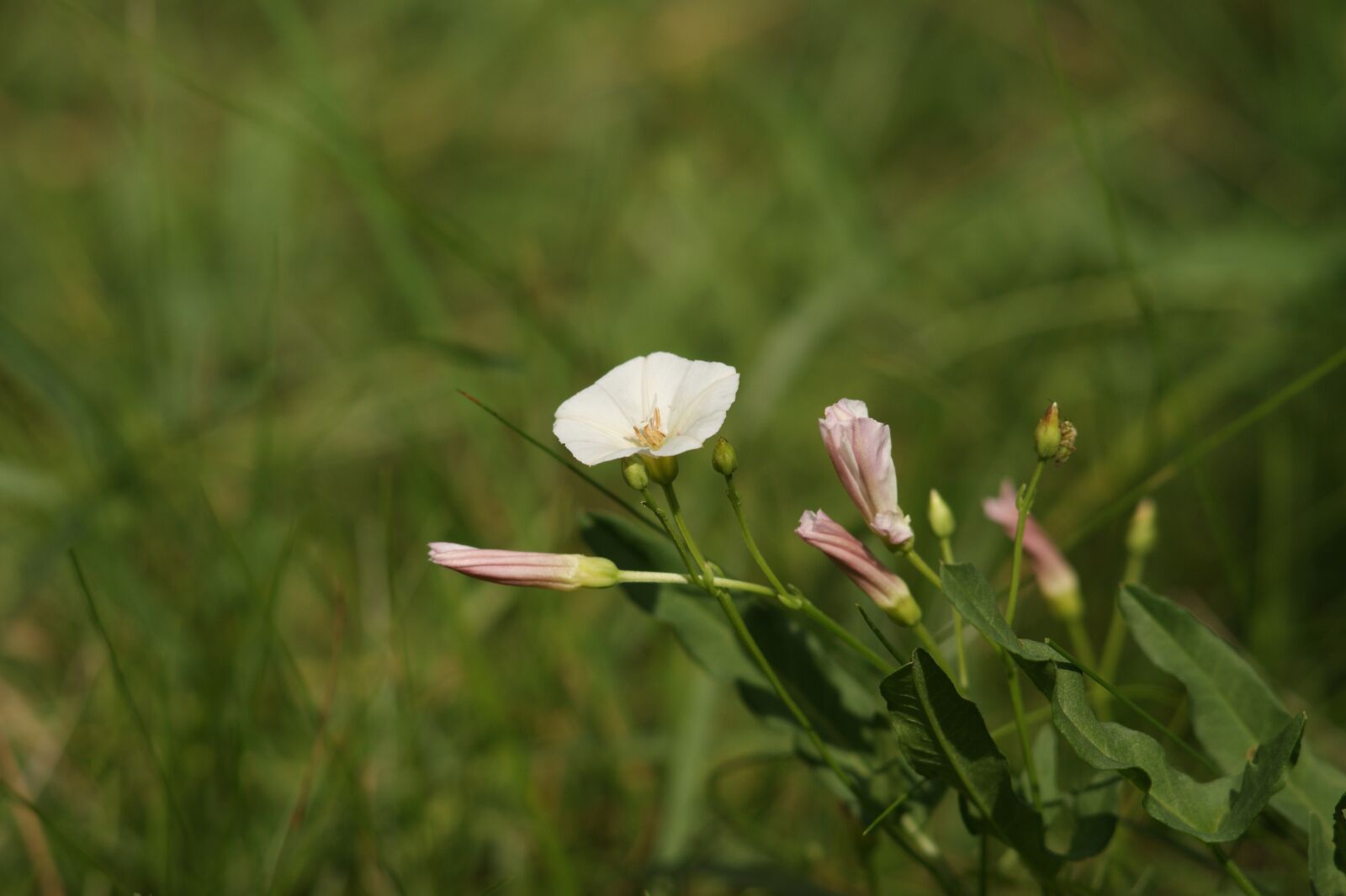 Sony Alpha DSLR-A290 sample photo. Bindweed, grasshopper, meadow photography