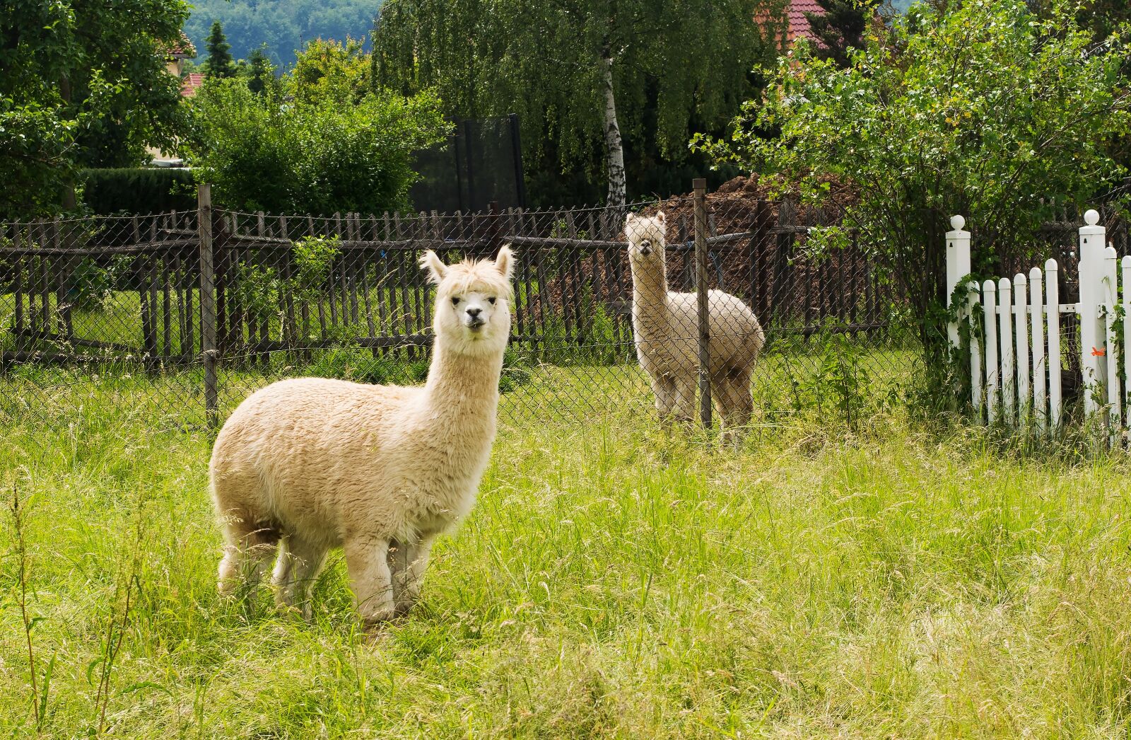 Nikon D3300 sample photo. Alpaca, bright coat, nature photography