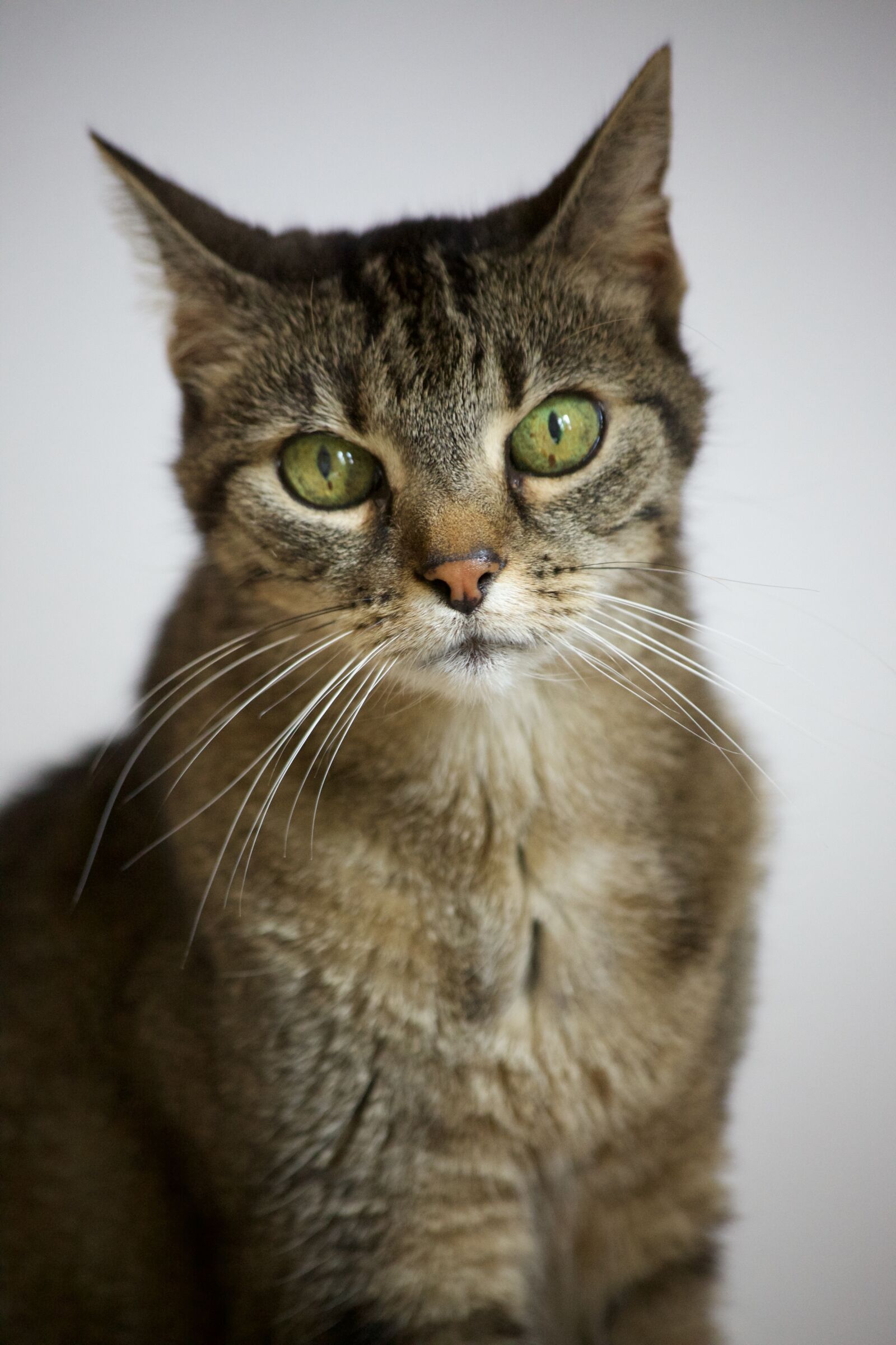 Canon EOS 5D Mark II sample photo. Cat, green eyes, animal photography