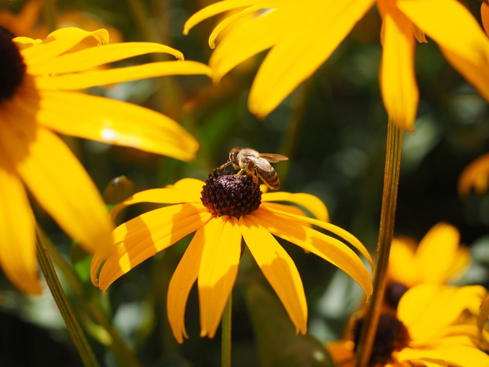 Olympus OM-D E-M1 + Olympus M.Zuiko Digital ED 12-40mm F2.8 Pro sample photo. Coneflower, blossom, bloom photography