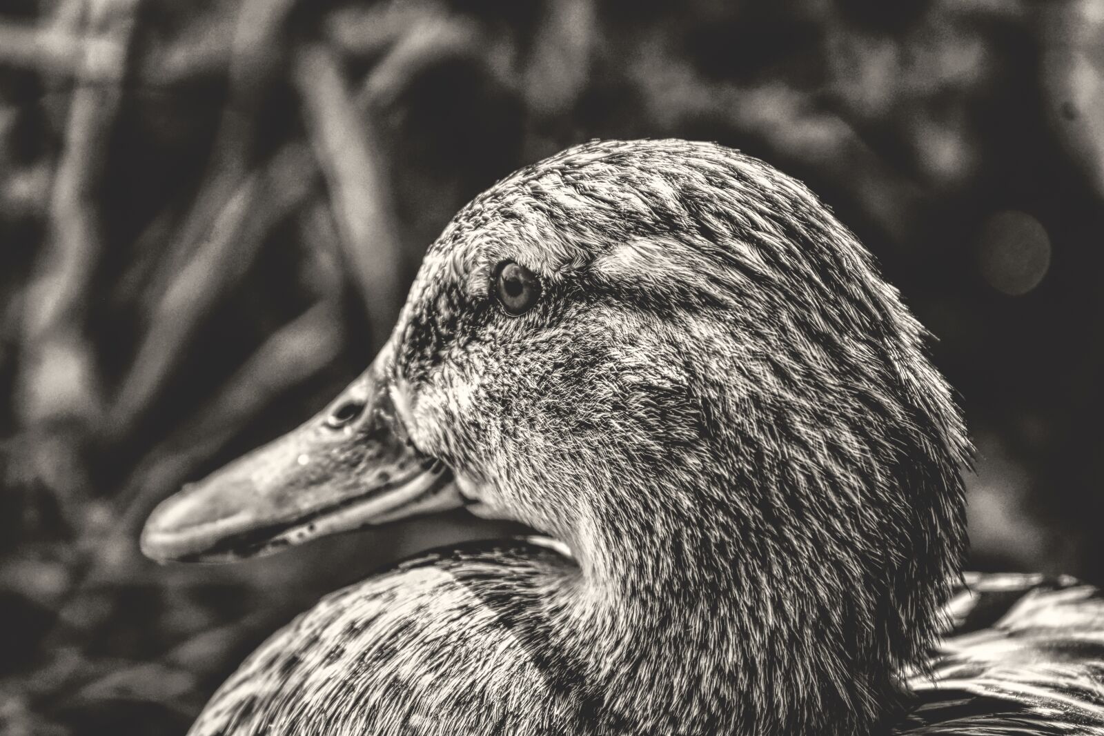 Nikon D7200 sample photo. Mallard, cute, nature photography