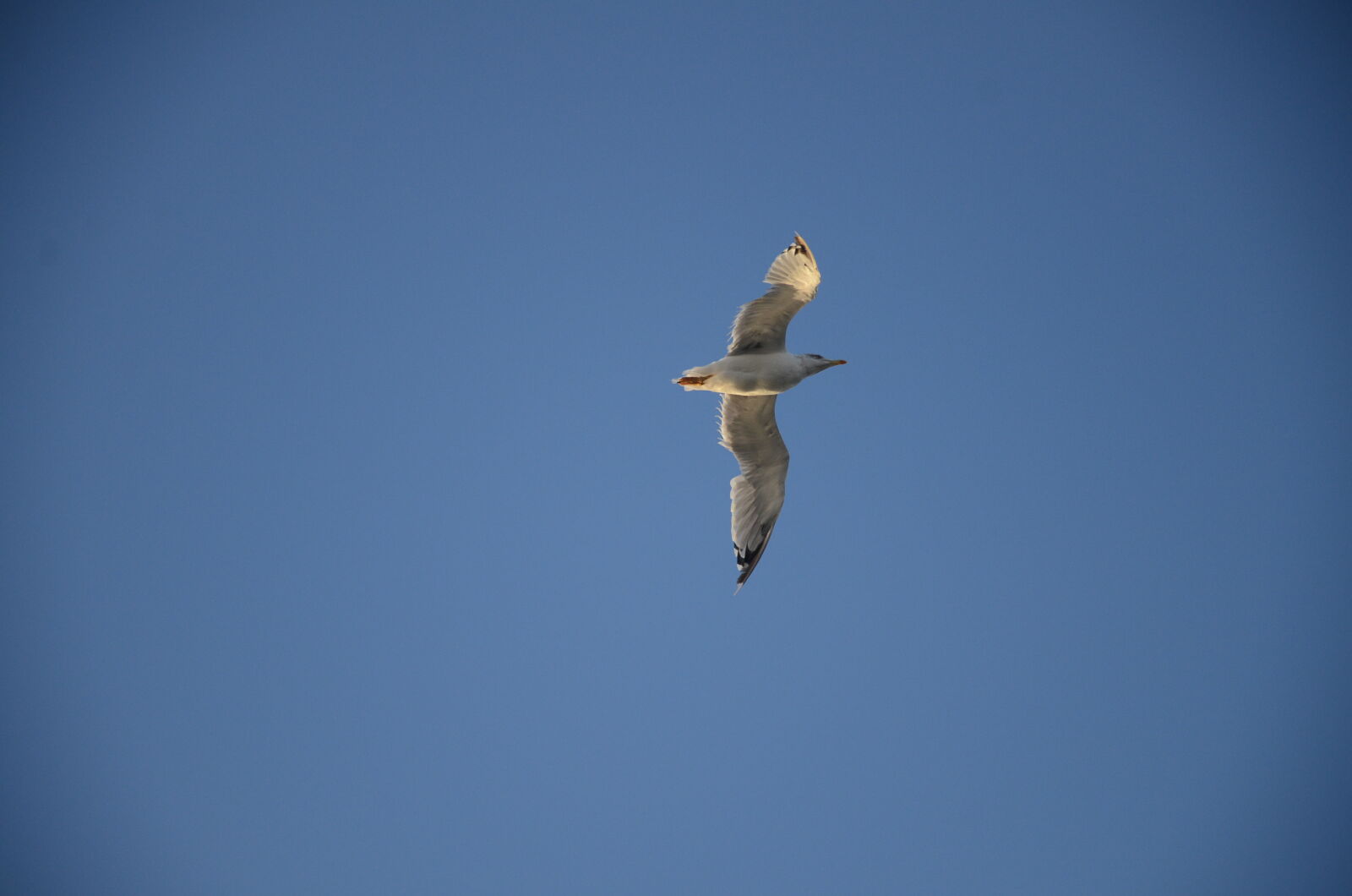 Nikon D7000 sample photo. Seagull photography