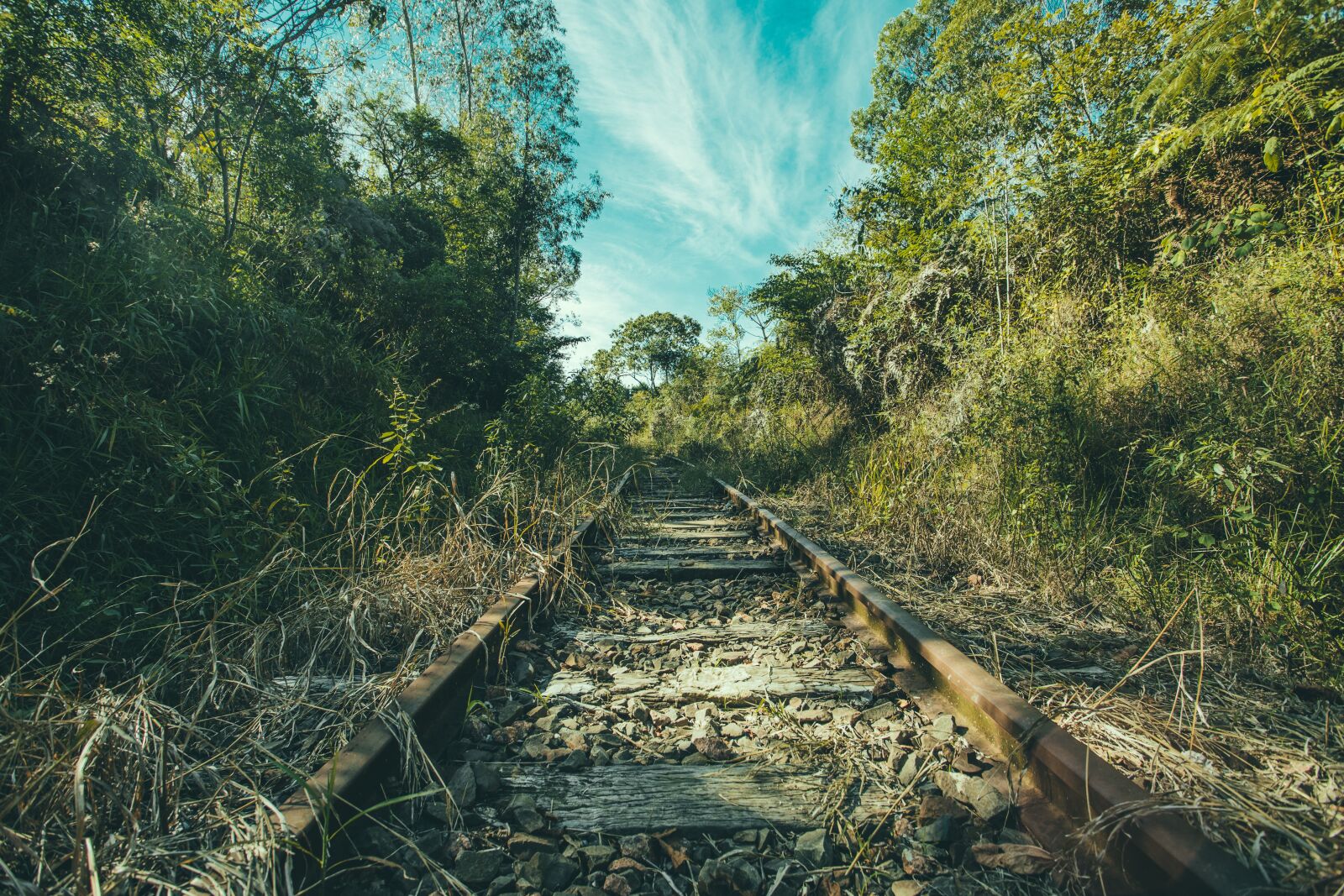 Canon EOS 6D + Canon EF 17-40mm F4L USM sample photo. Railroad tracks, jungle, overgrown photography