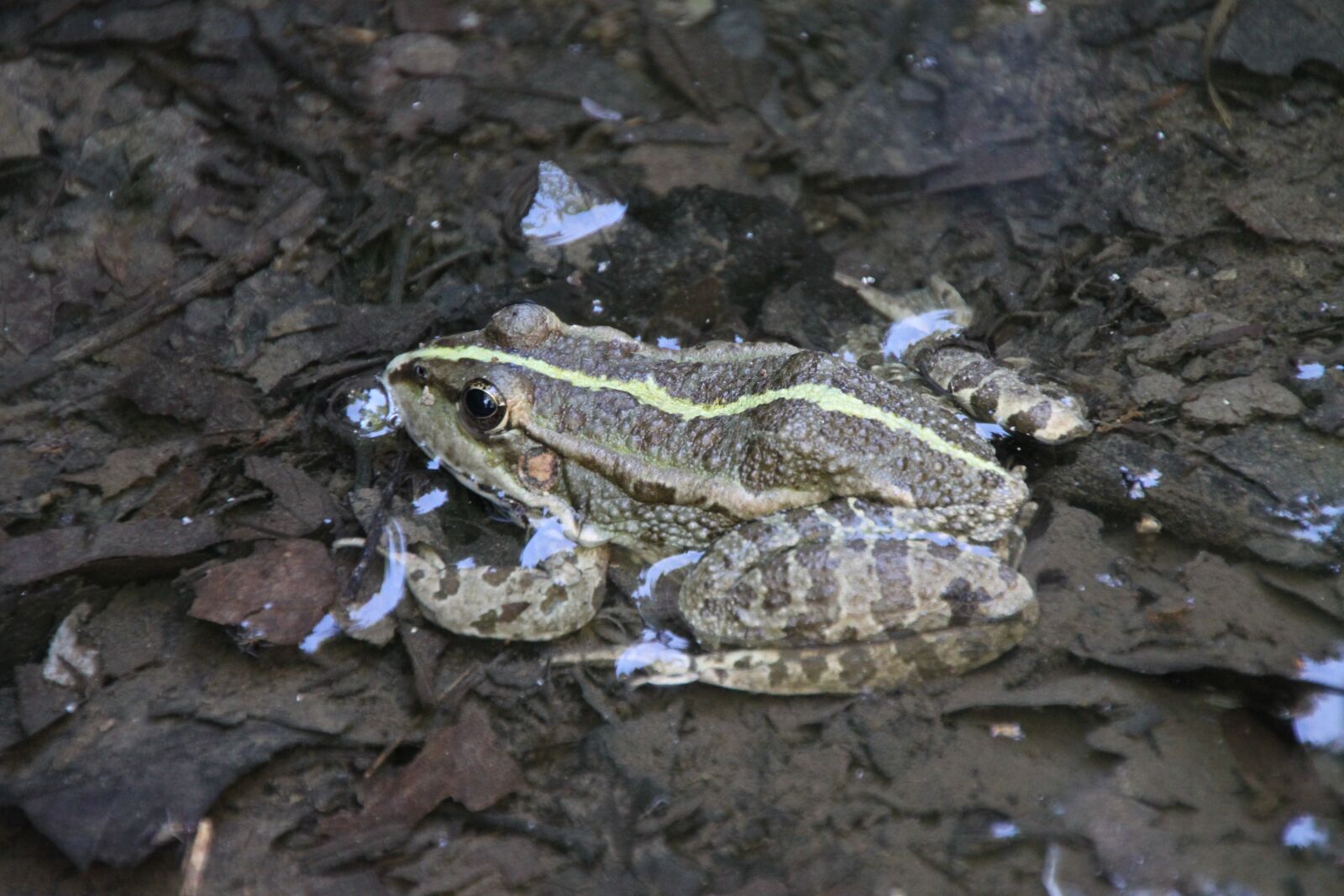 Canon EOS 500D (EOS Rebel T1i / EOS Kiss X3) sample photo. Frog, water, amphibian photography