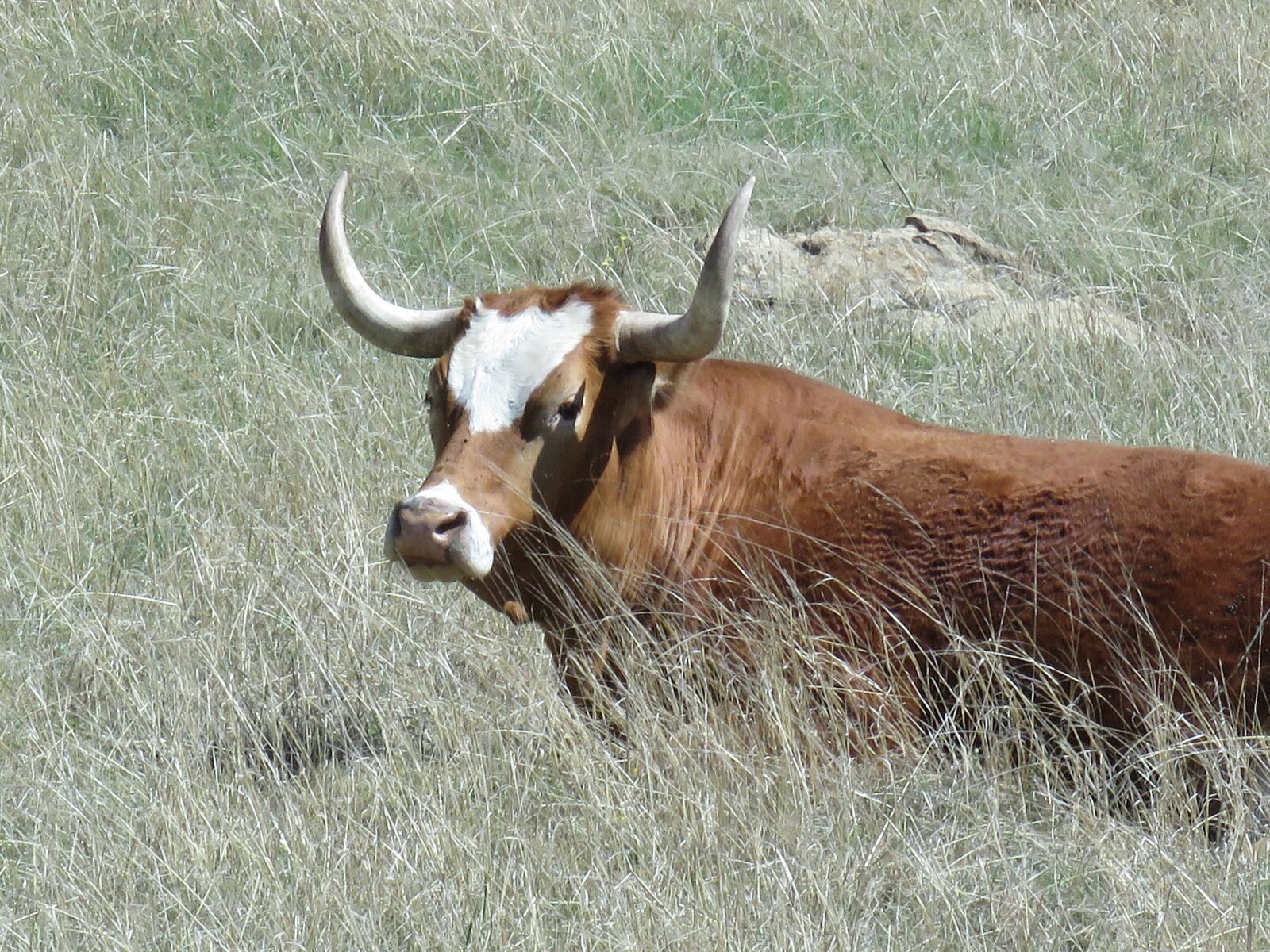 Canon PowerShot SX60 HS sample photo. Bull, long horn, cattle photography