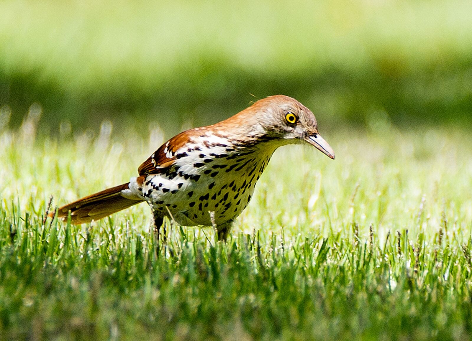 Nikon D610 sample photo. Bird, animal, wildlife photography