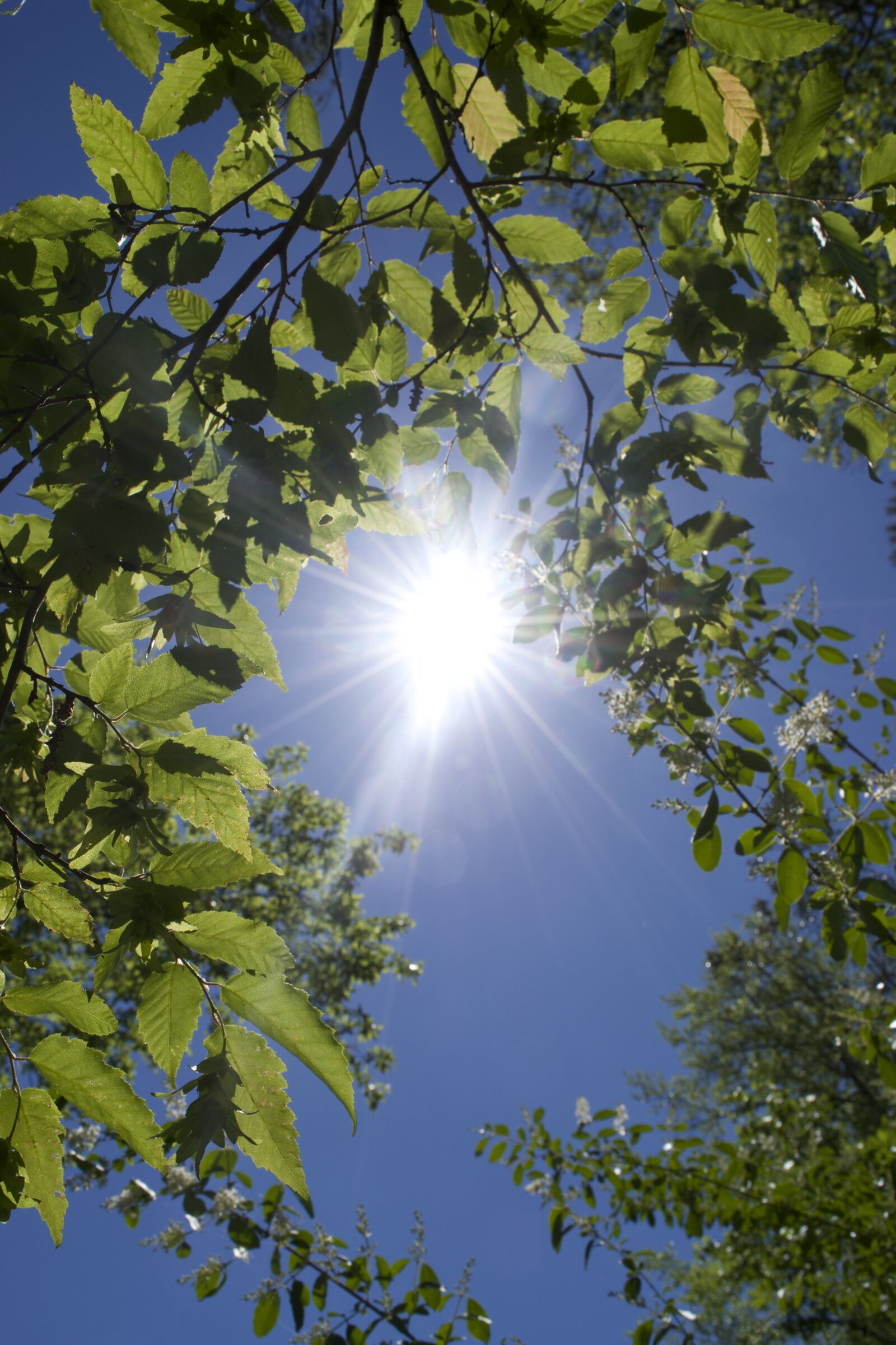 Nikon D3300 sample photo. Trees, sun, leaves photography