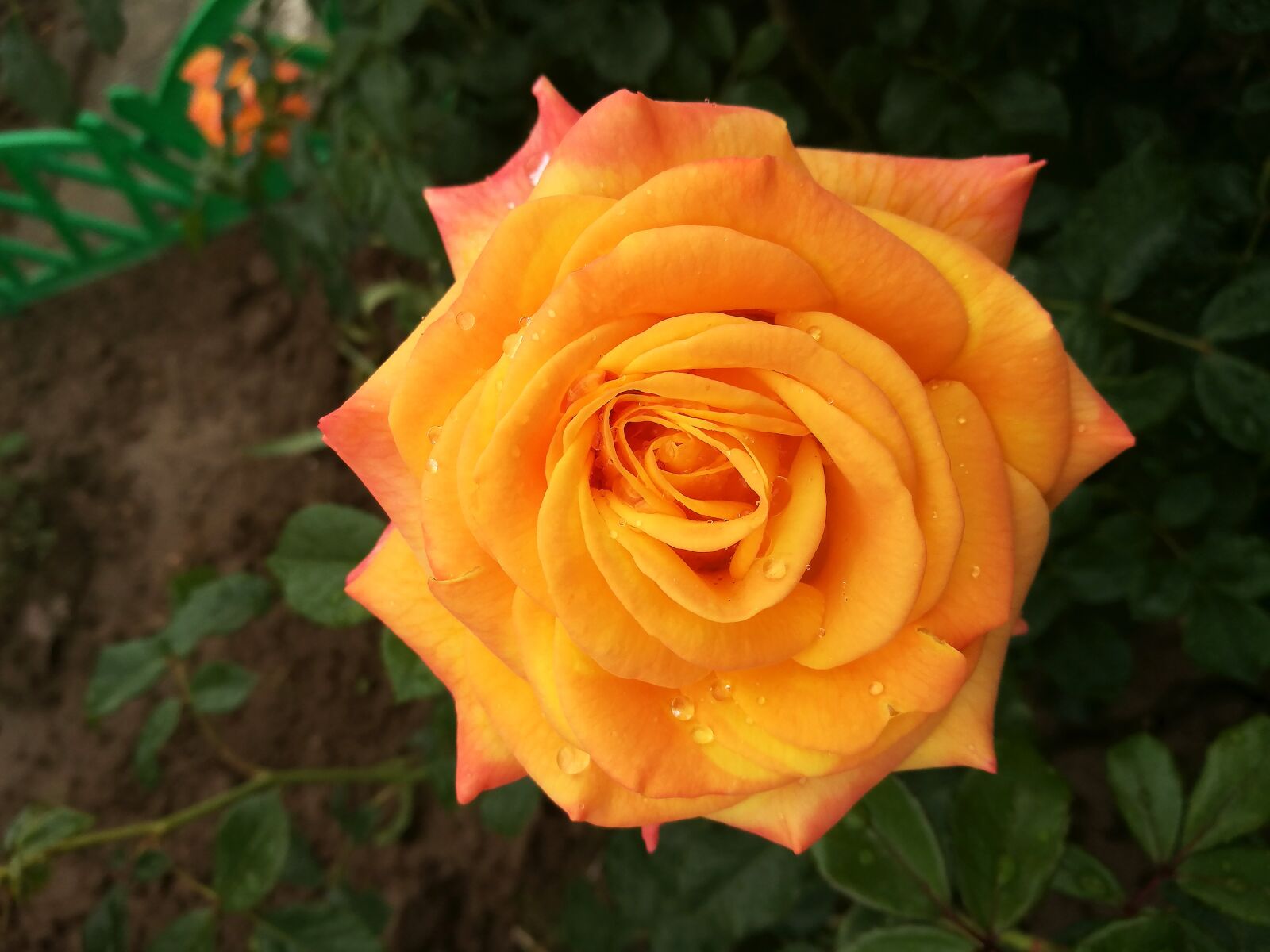 HUAWEI P9 sample photo. Rose, garden, yellow rose photography
