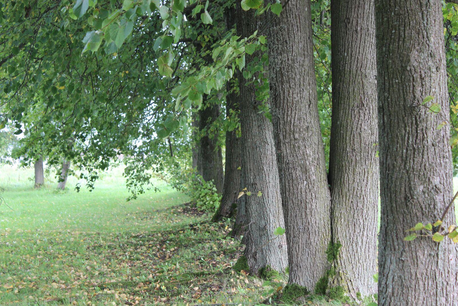 Canon EOS 600D (Rebel EOS T3i / EOS Kiss X5) sample photo. Trees, leaves, natural photography