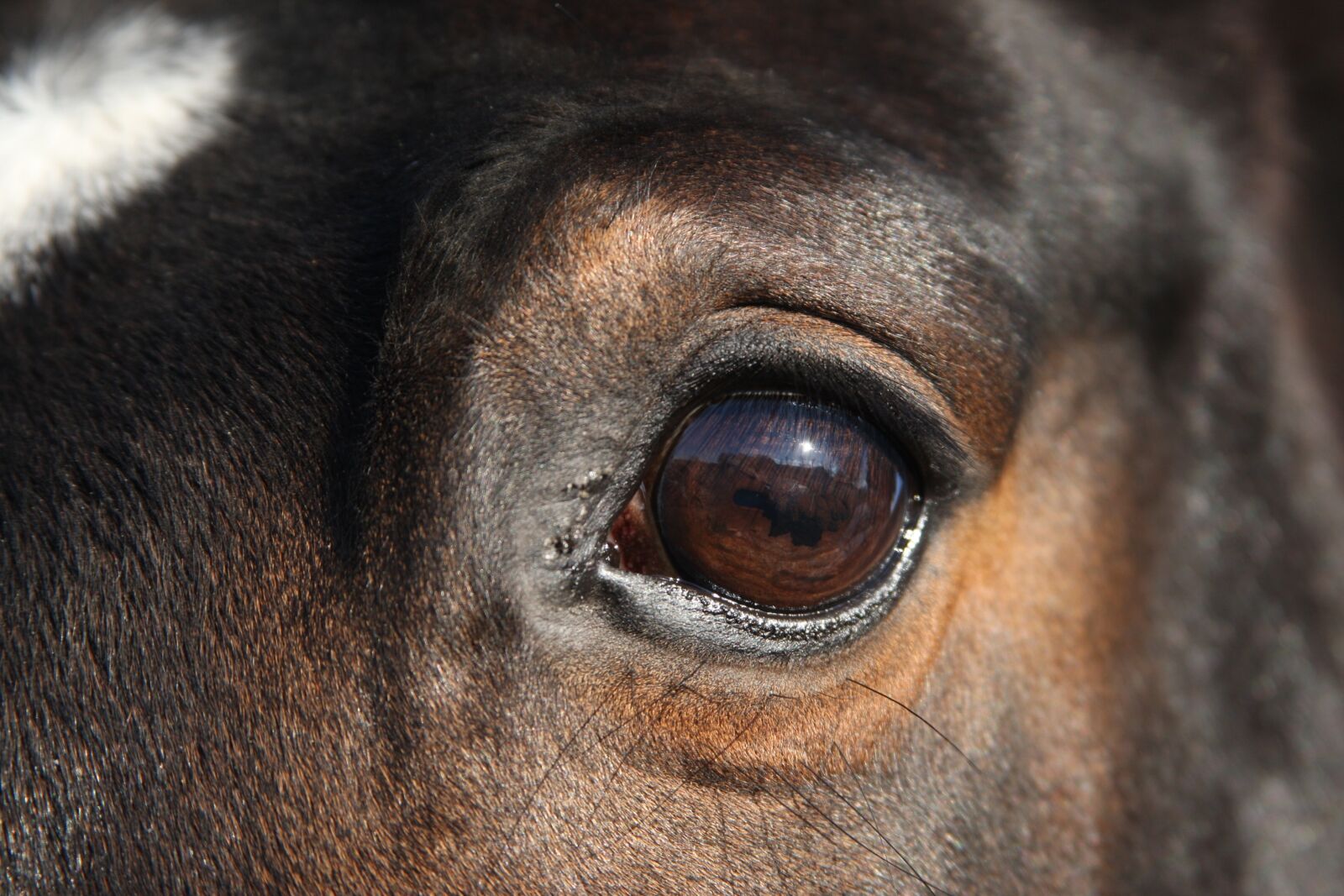 Canon EOS-1D Mark III sample photo. Warmblood mare, warmblut, mare photography