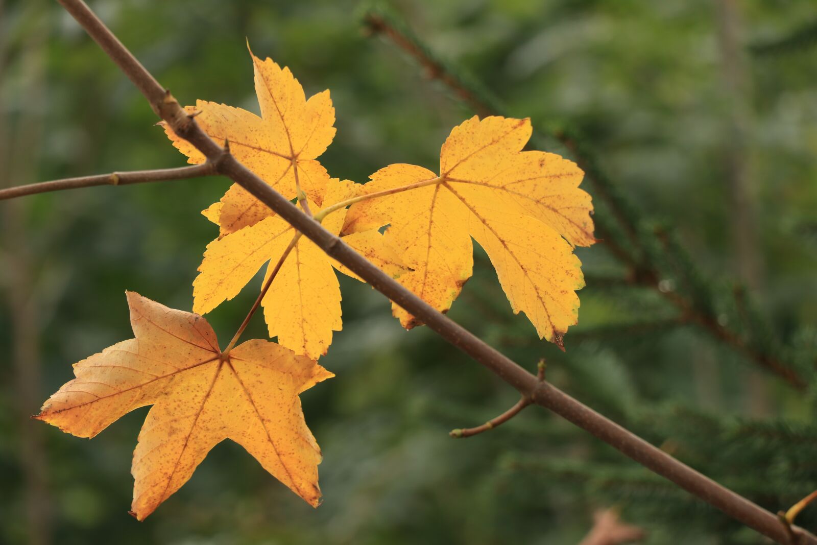 Canon EF-S 18-135mm F3.5-5.6 IS USM sample photo. Autumn, sheet, leaves photography