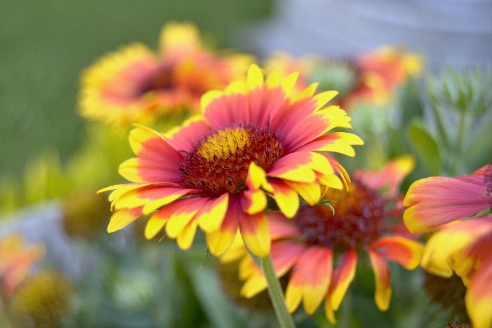 Nikon D3100 sample photo. Flower, orange, yellow photography