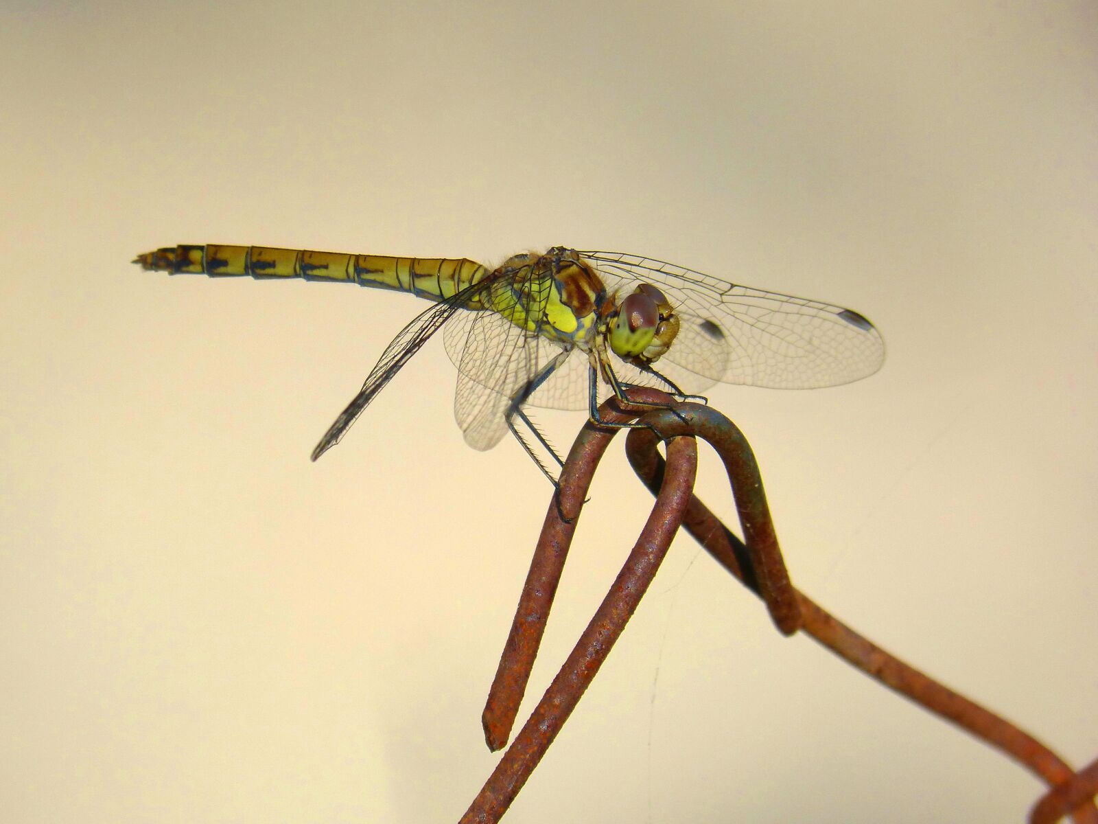 Panasonic DMC-FZ62 sample photo. Dragonfly, dragonfly tiger, odonato photography