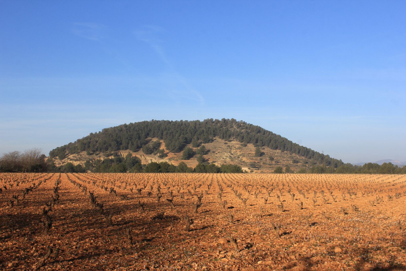 Canon EOS 60D sample photo. Winter, vineyard, dry photography