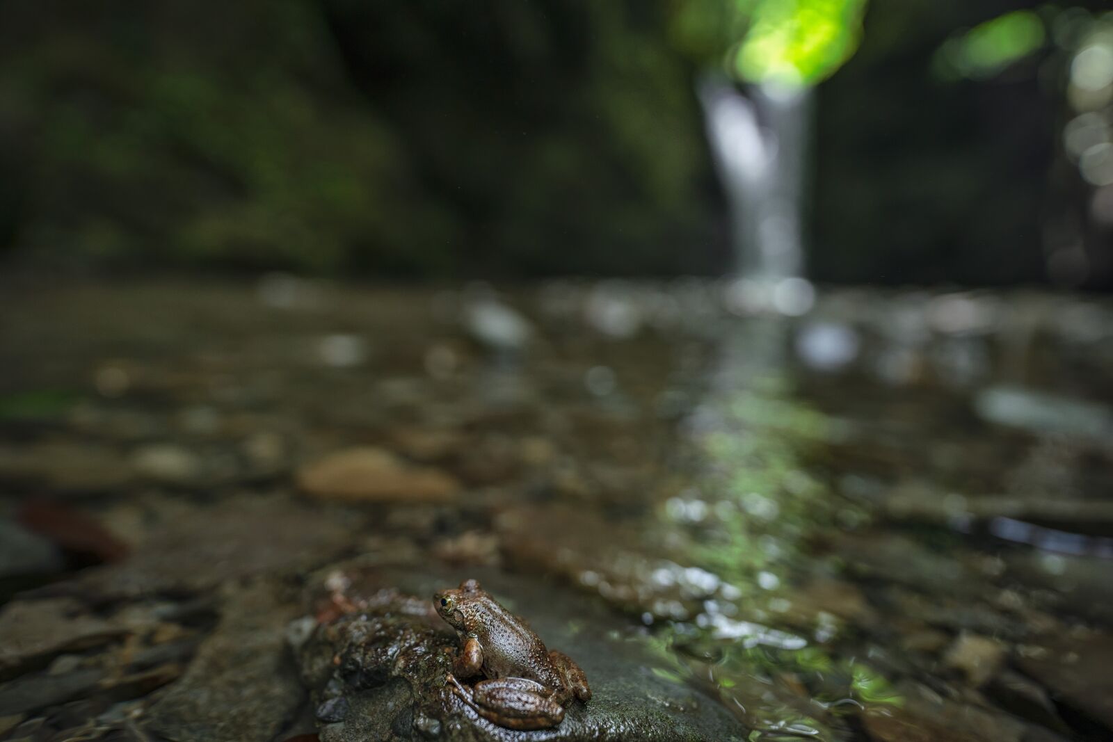 Sony a7R IV sample photo. Creatures, amphibians, sculpin frog photography