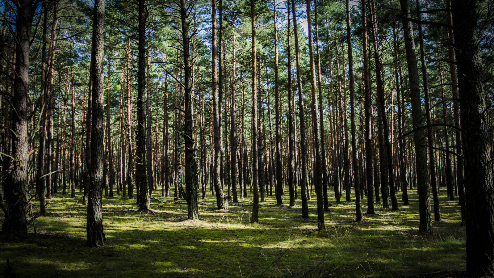 Nikon D3200 sample photo. Green, woods photography
