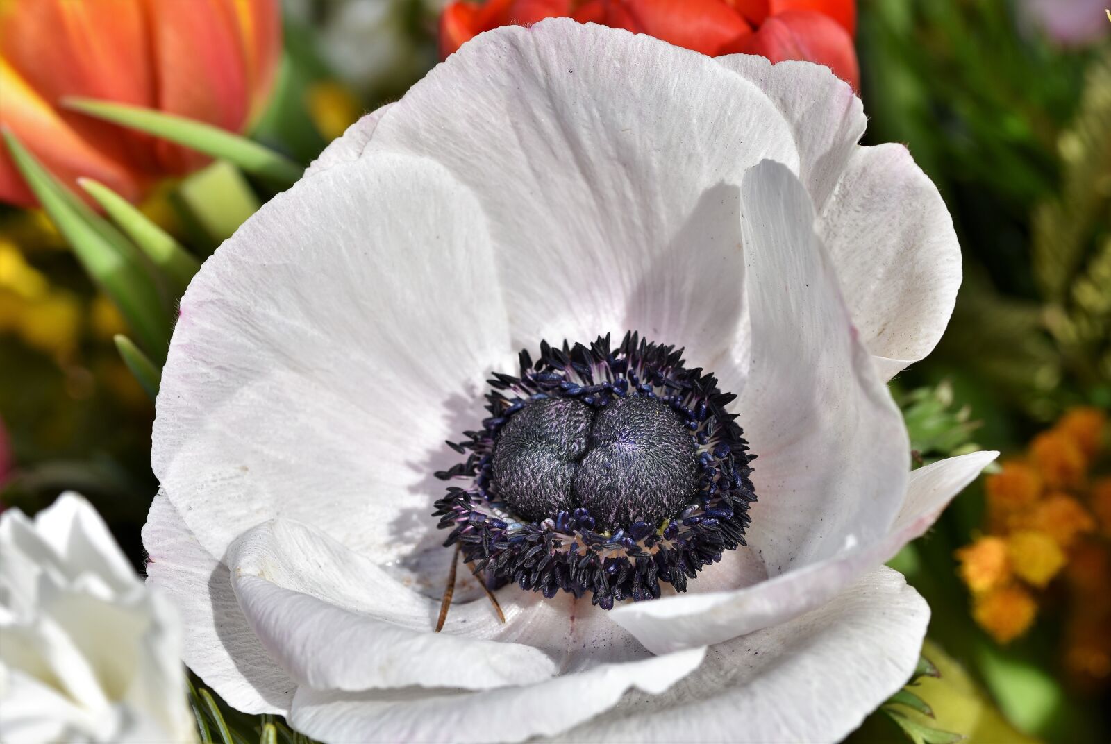Nikon D7200 sample photo. Poppy, poppy flower, mohngewaechs photography