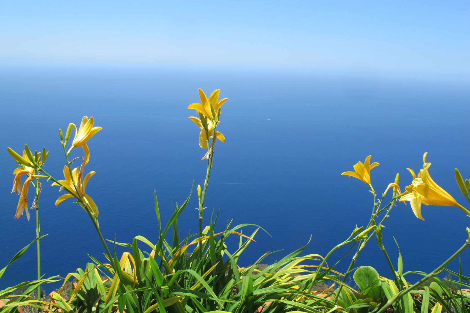 Canon PowerShot G12 sample photo. Flower, sea, nature photography