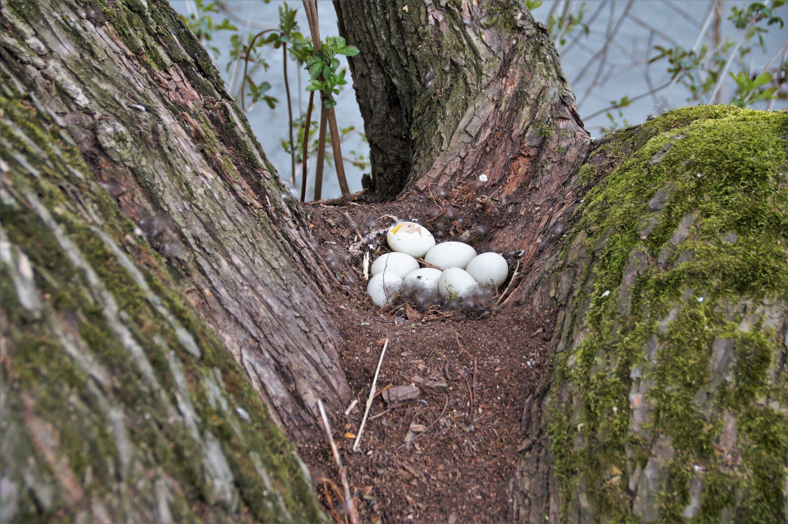 Sony SLT-A58 sample photo. Duck, nest, eggs photography